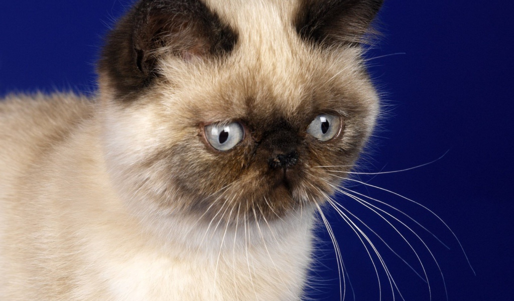 Грустная гималайская кошка