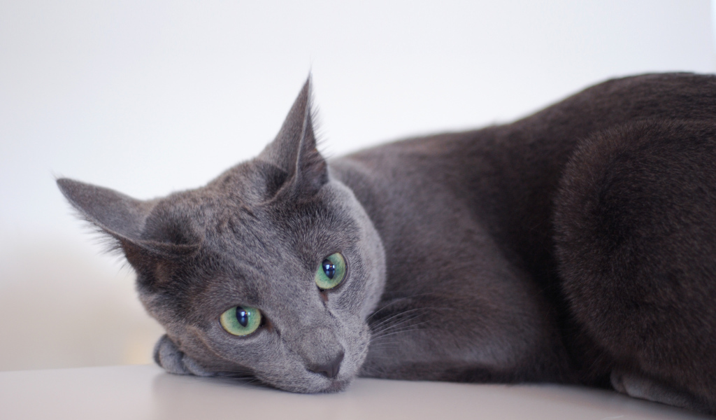 Грустная русская голубая кошка