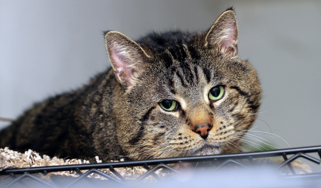 Грустный толстый кот