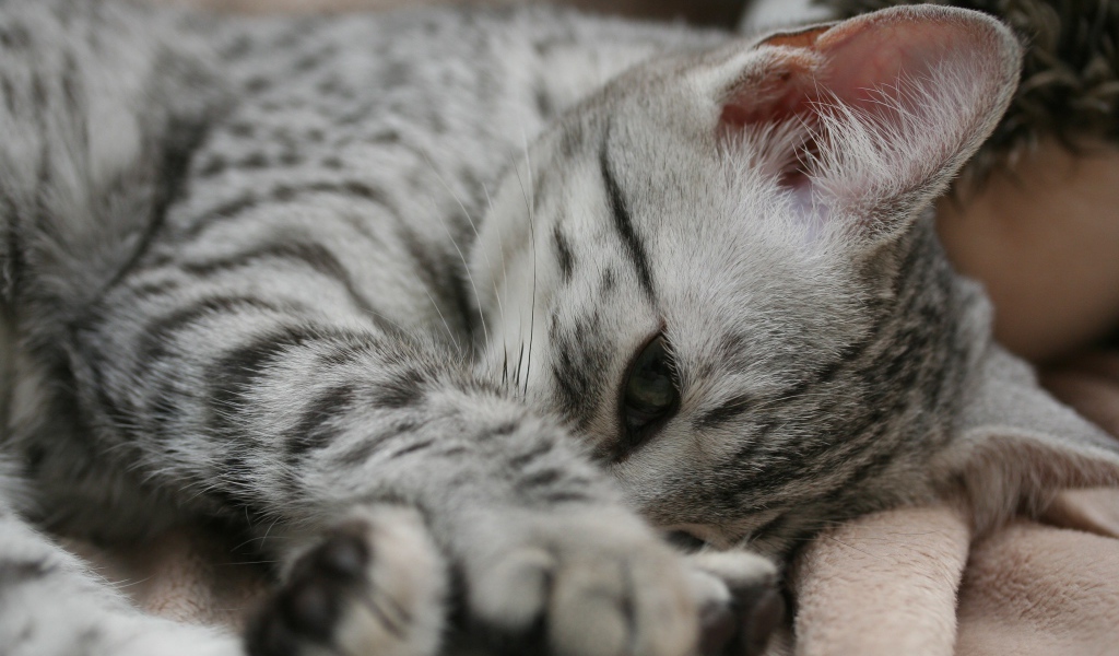 Грустный котенок египетская мау