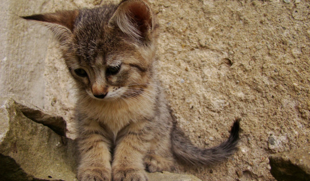 Грустный котенок пиксибоб