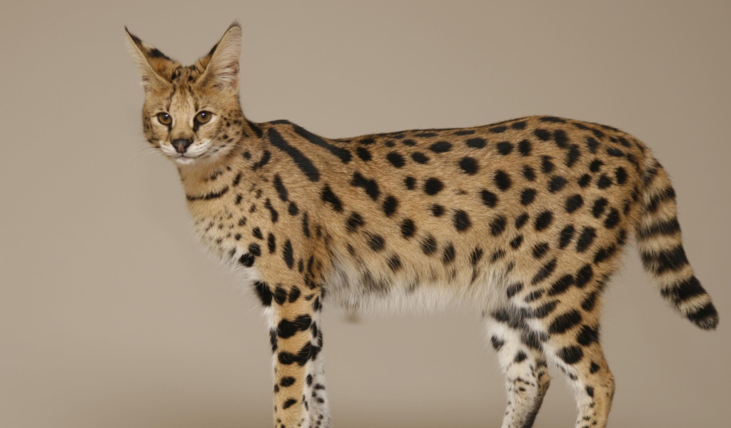 Кошка породы саванна