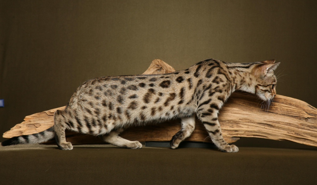 Кошка саванна у сухой ветки