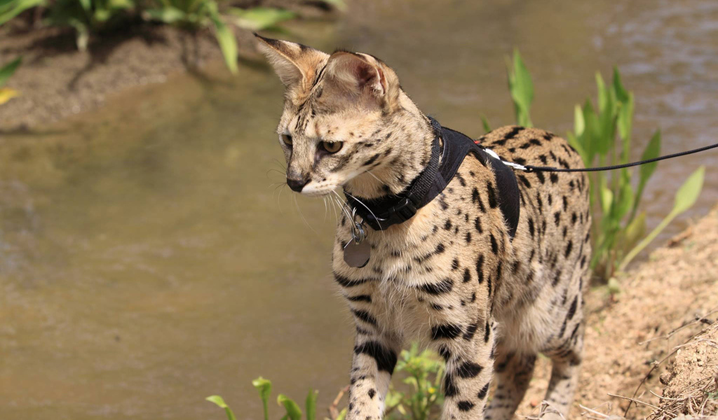 Саванна на поводке