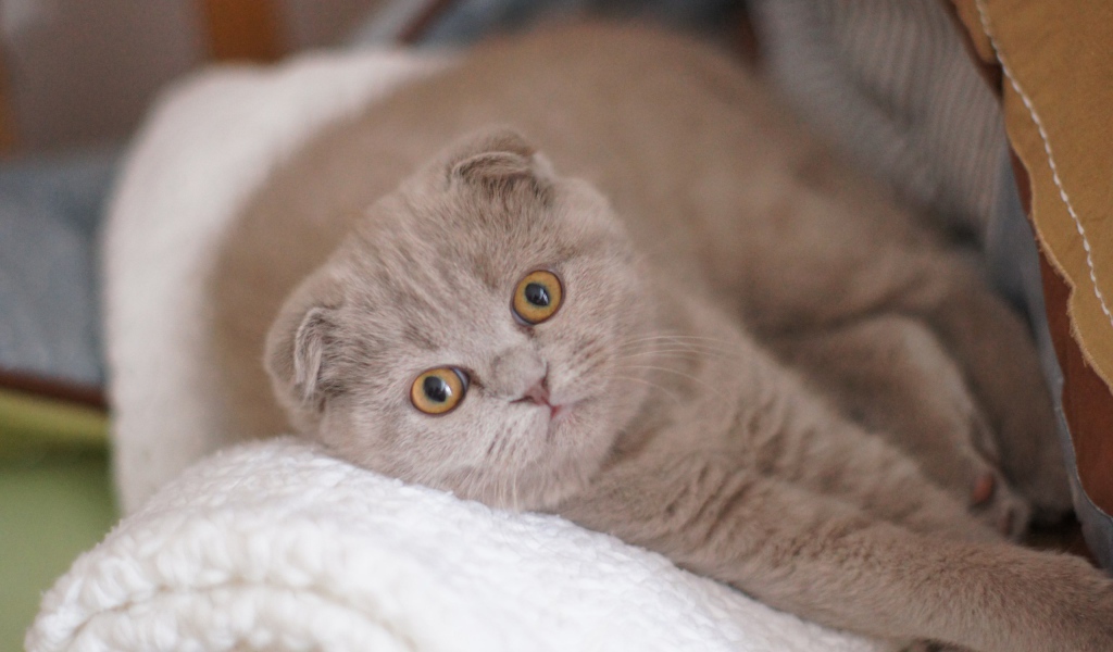 Вислоухая шотландская кошка