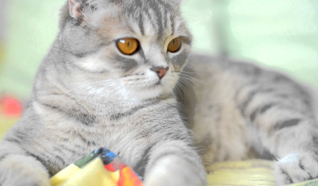 Порода шотландская кошка