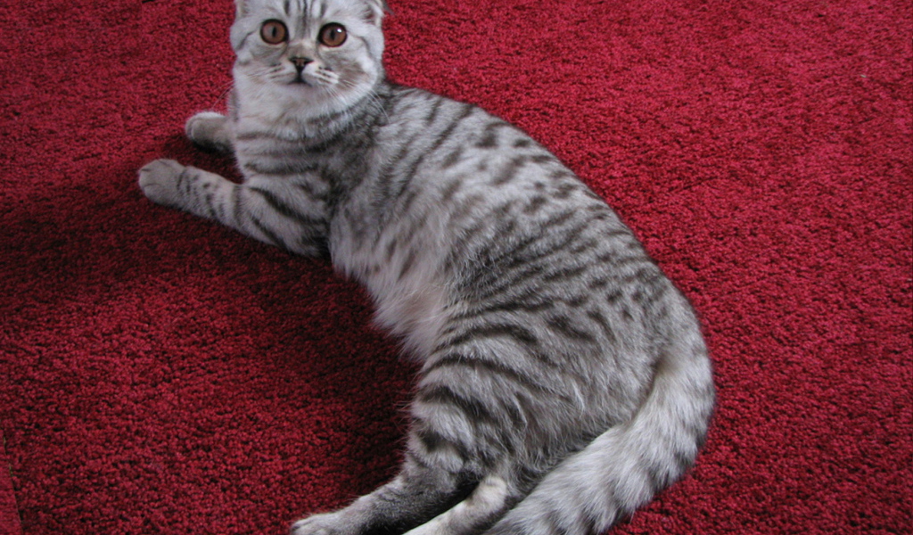 Шотландская кошка на ковре