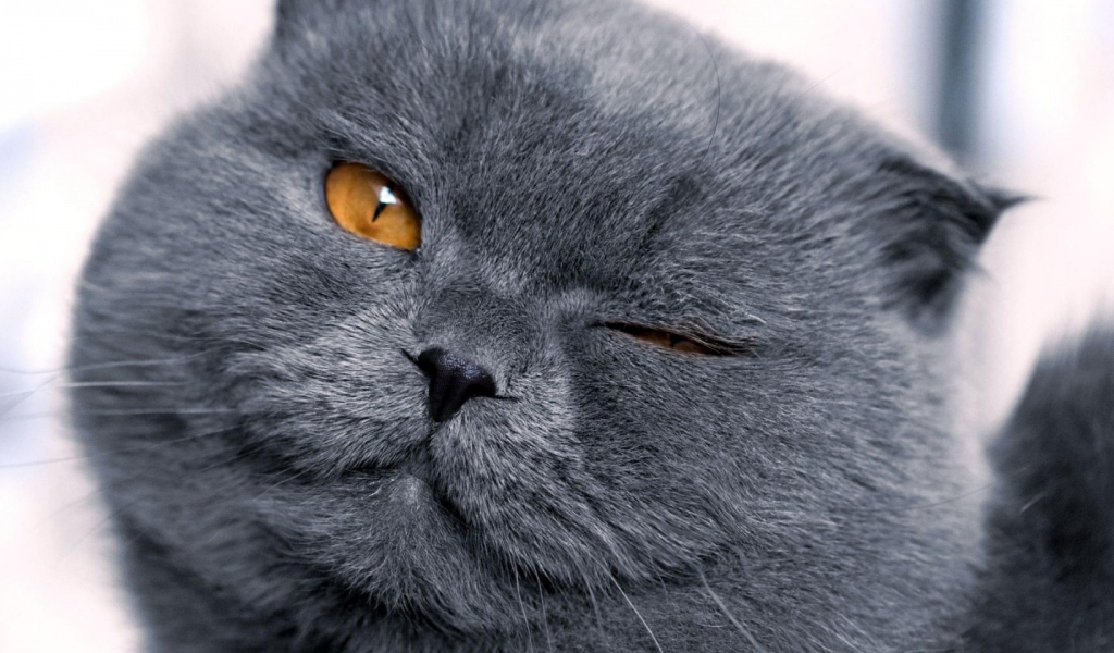Шотландская кошка подмигивает
