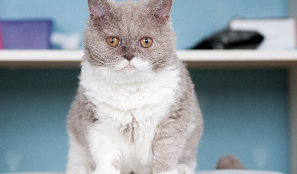 Кот селкирк рекс