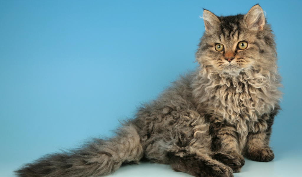Порода кошек селкирк рекс