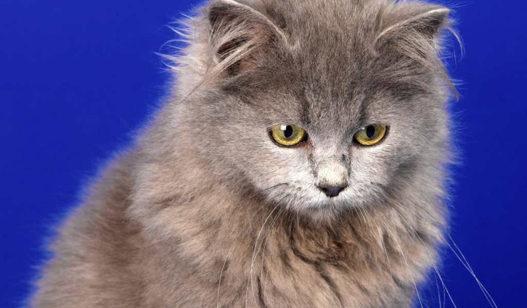 Кот селкирк рекс на голубом фоне