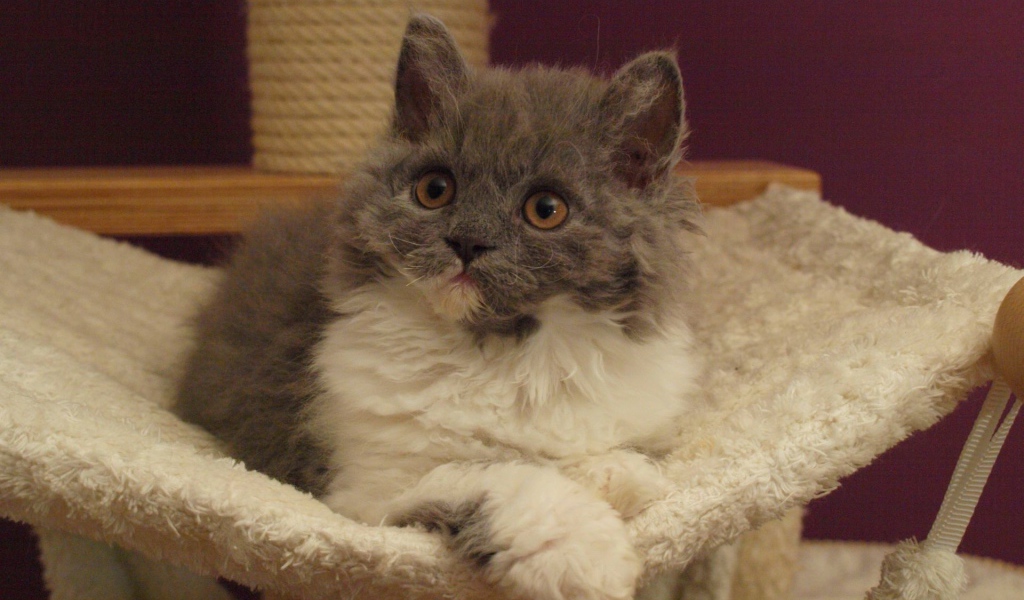 Селкирк рекс в гамаке