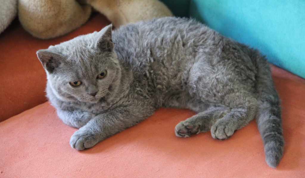 Селкирк рекс лежит на диване