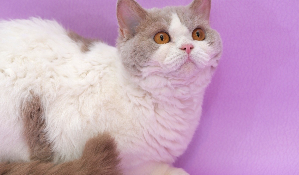 Селкирк рекс на сиреневом фоне