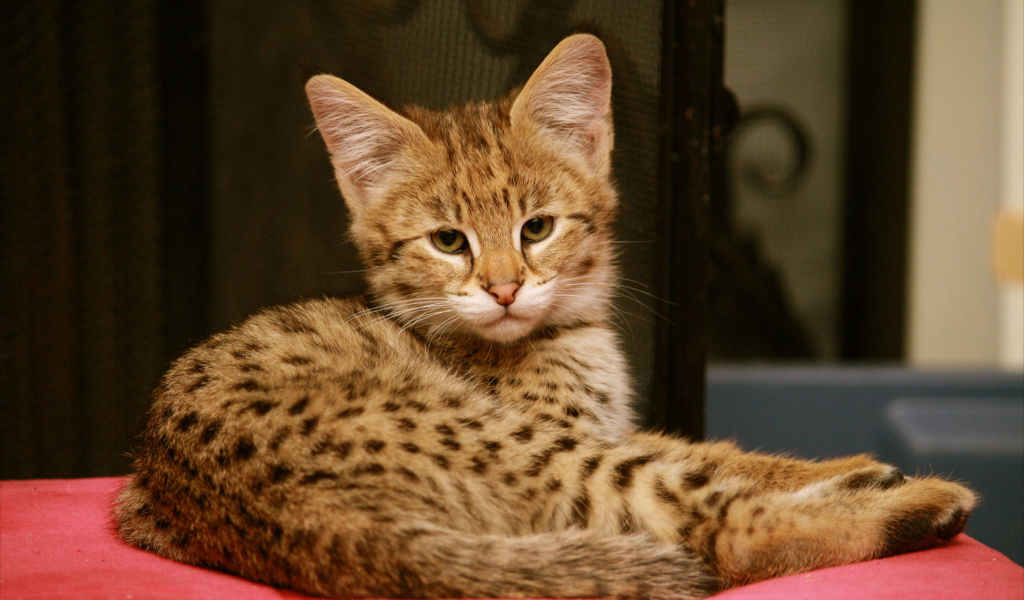 Серьезный котенок саванна