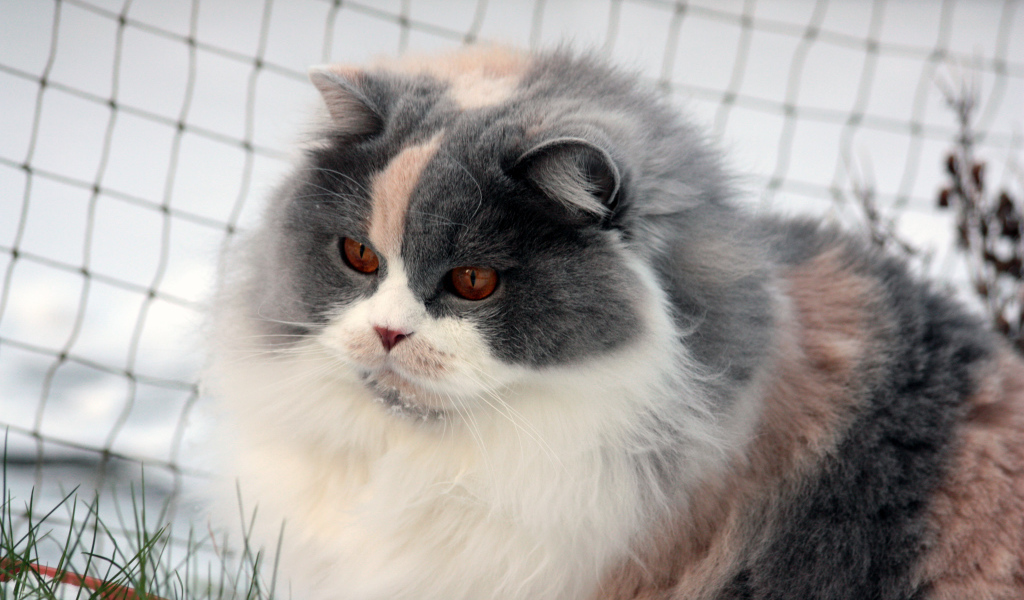 Лохматая британская длинношерстная кошка