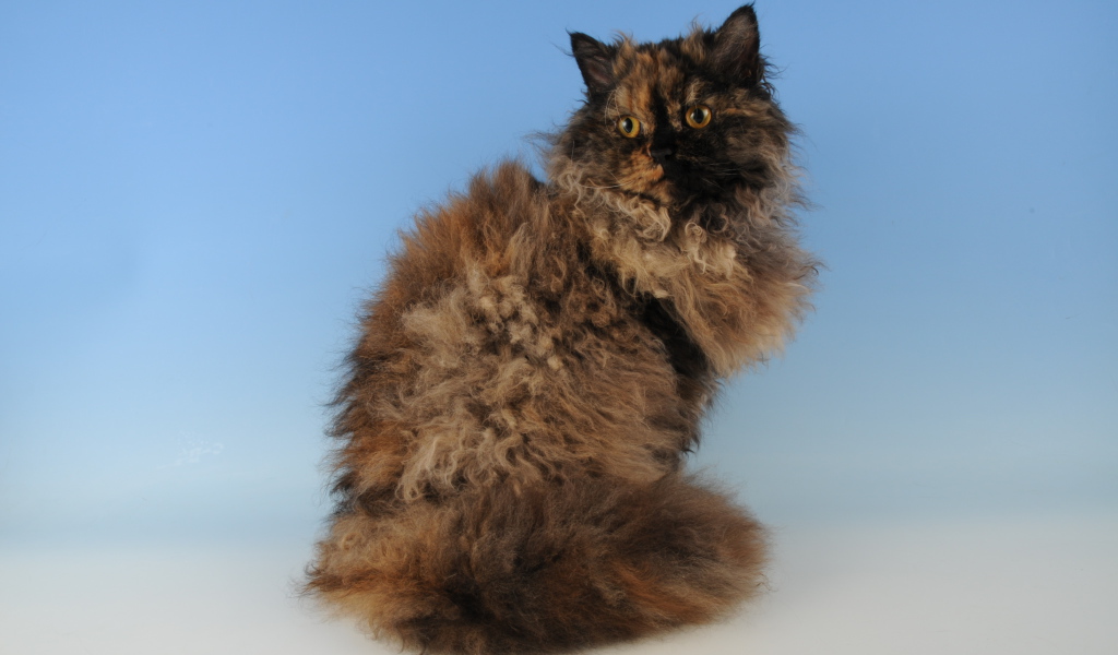 Лохматый селкирк рекс
