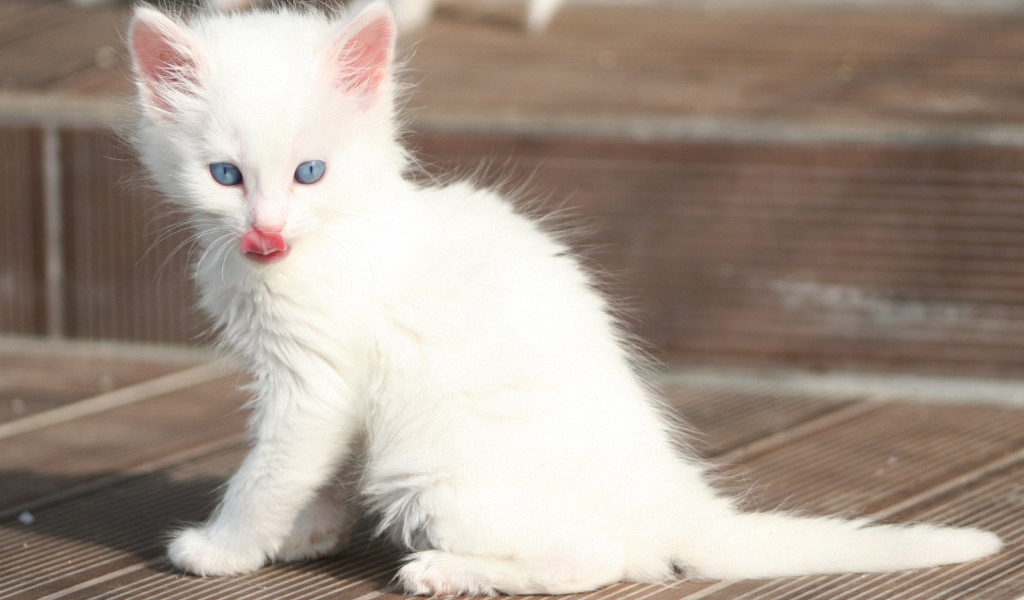 Лохматый котенок турецкая ангора