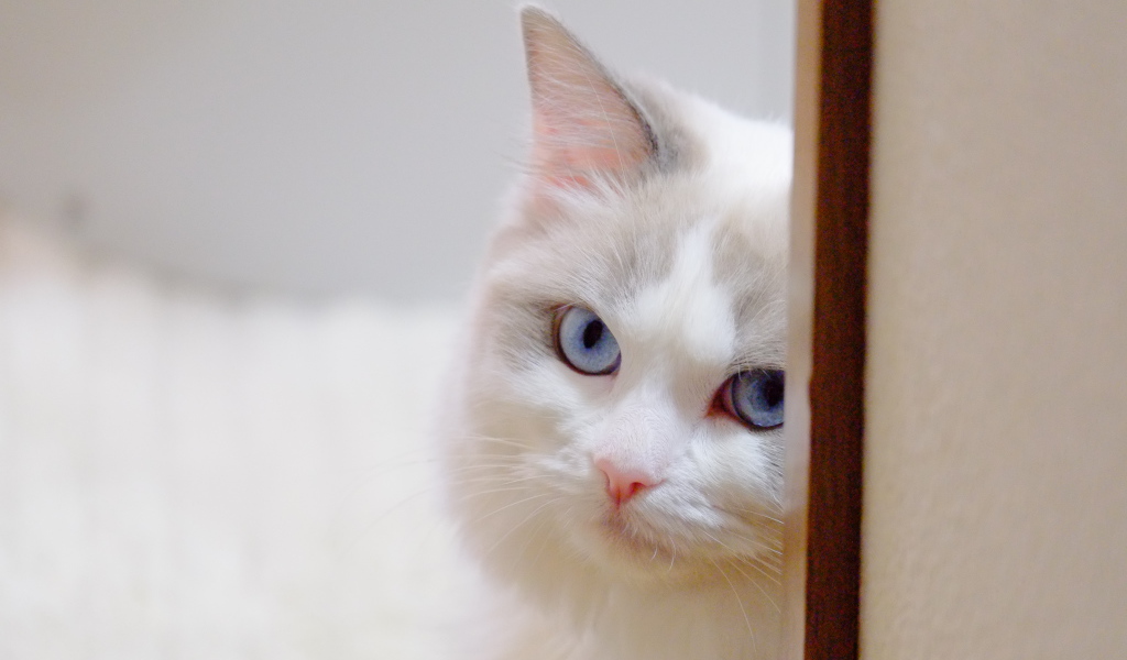 Стеснительная кошка рэгдолл