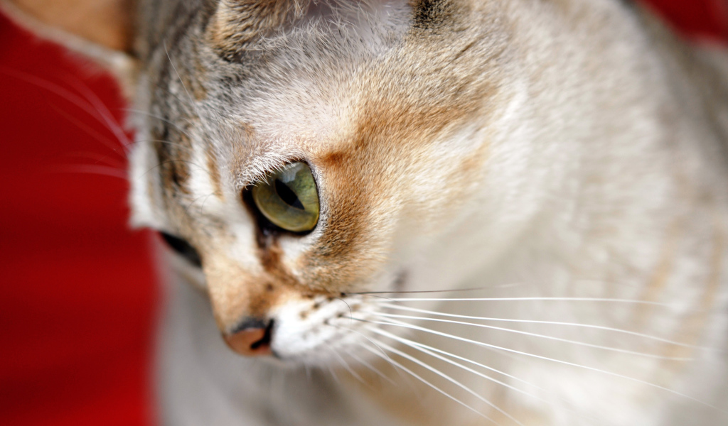 Милашка сингапурская кошка