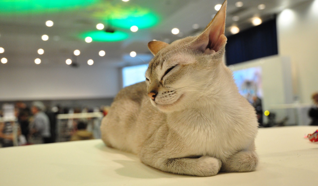 Сингапурская кошка прикрыла глаза