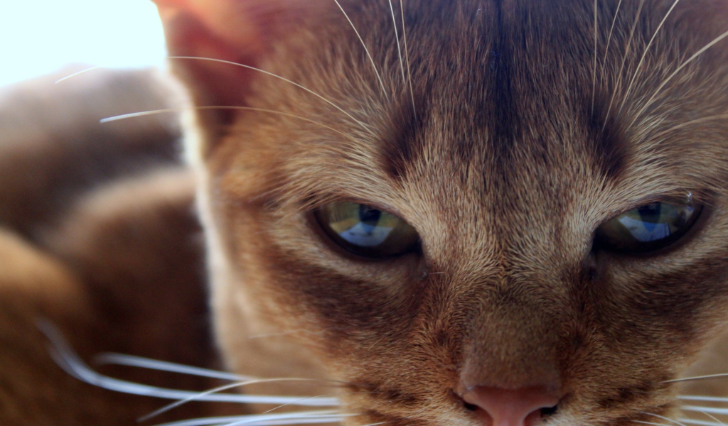 Глаза сингапурской кошки