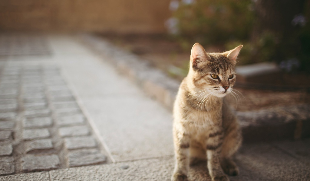 Котенок сингапурской кошки