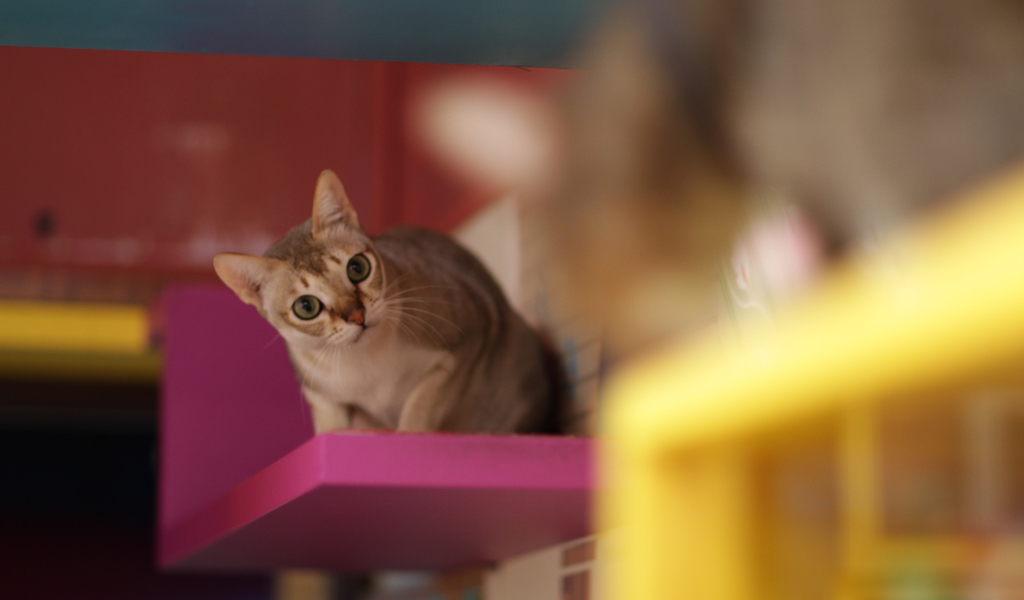 Сингапурская кошка на стуле