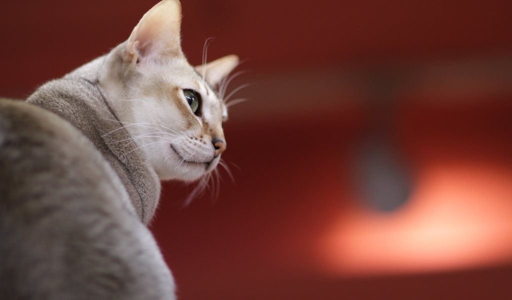 Сингапурская кошка на красном фоне