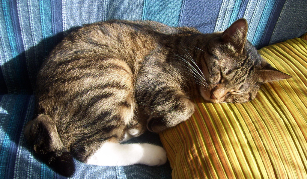 Спящий американский бобтейл