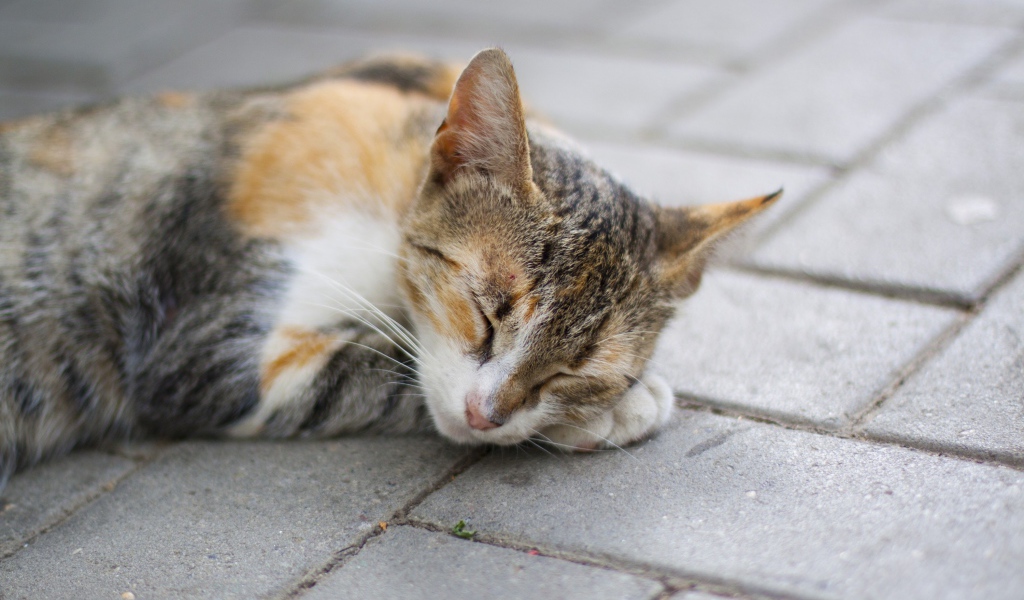 Sleeping American Wirehair cat