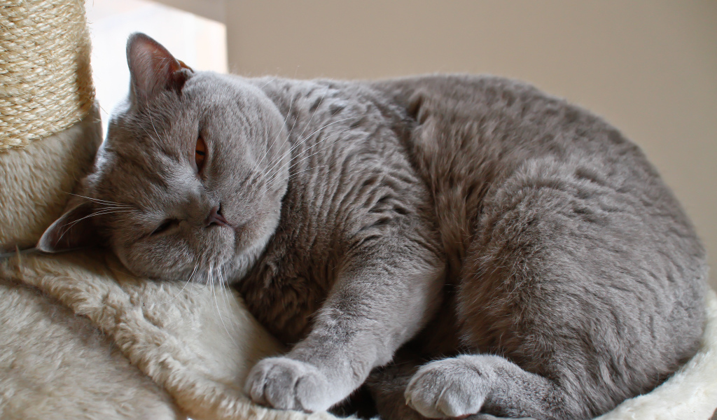 Спящая британская длинношерстная кошка