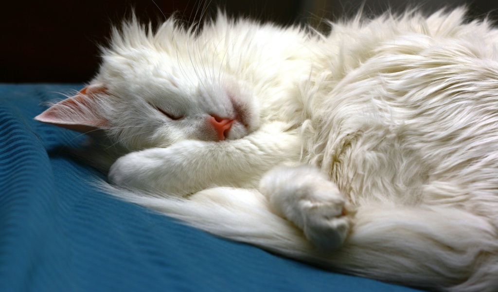Спящий кот турецкая ангора
