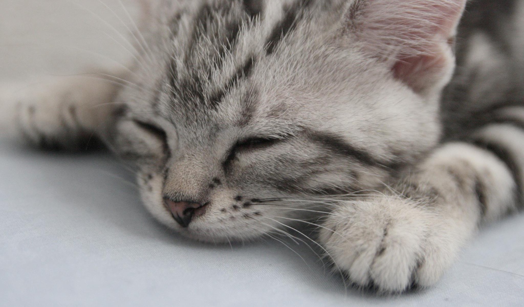 Спящий котенок американской жесткошерстной кошки