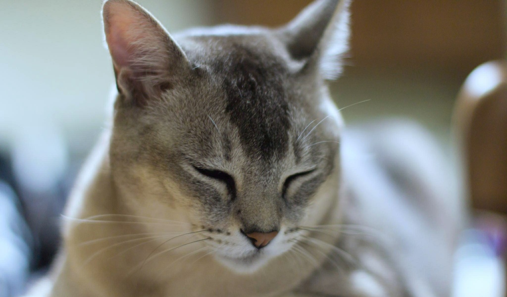 Сонный кот бурмилла