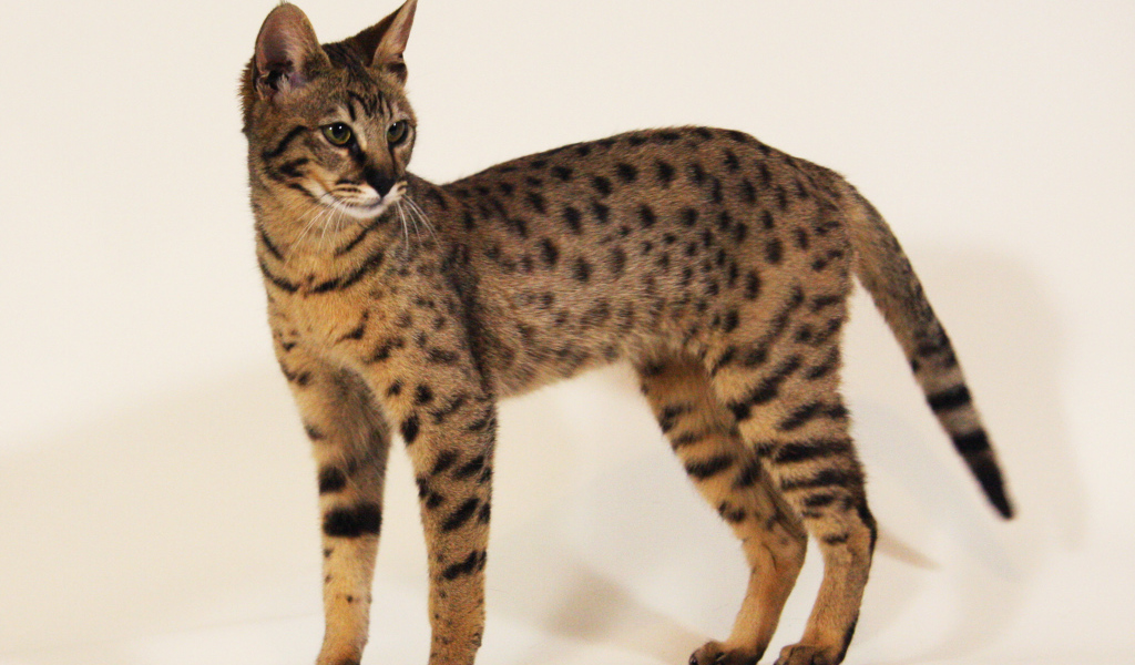 Стройная кошка саванна