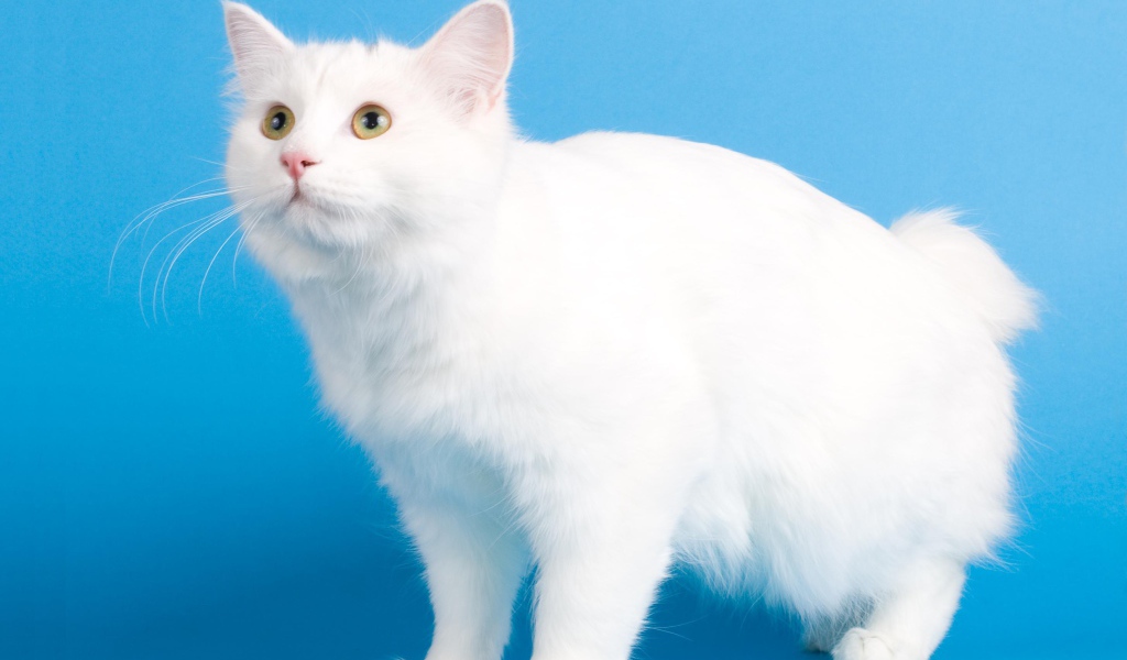 Белоснежный курильский бобтейл