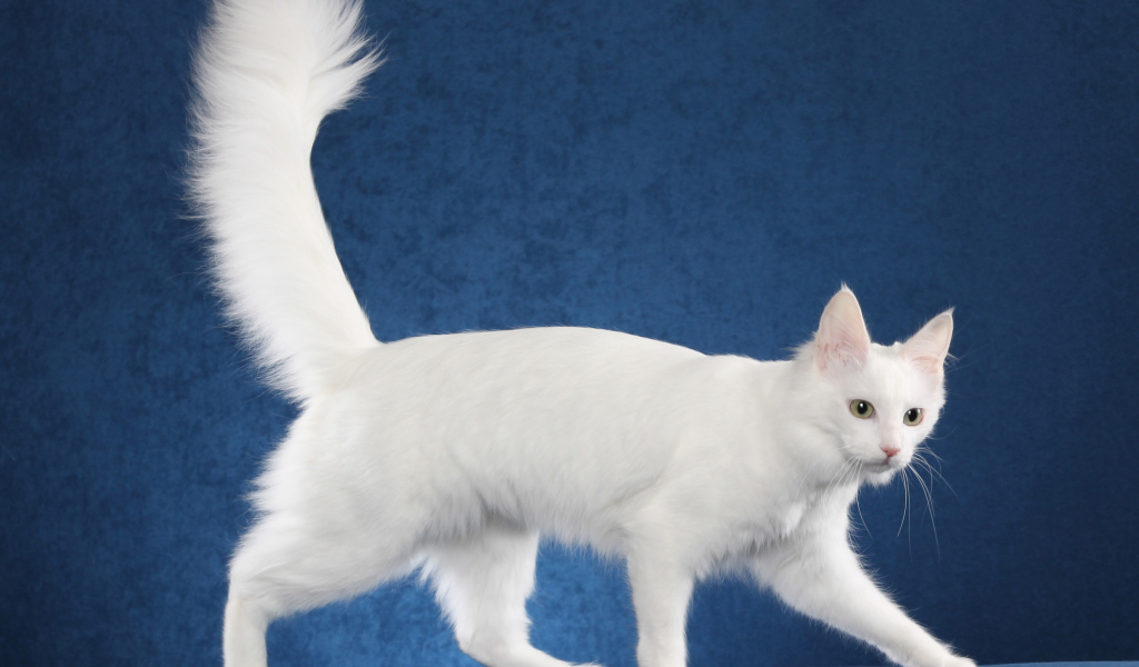 Белоснежный турецкий ван