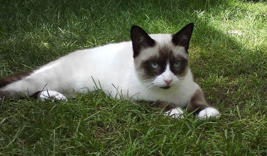 Кот сноу-шу на траве