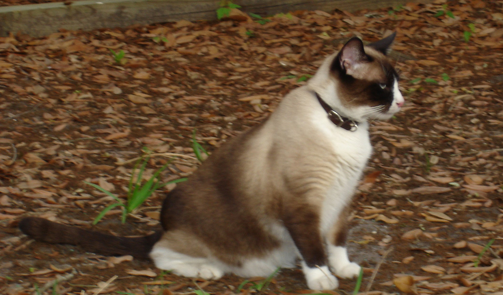 Кот сноу-шу в ошейнике