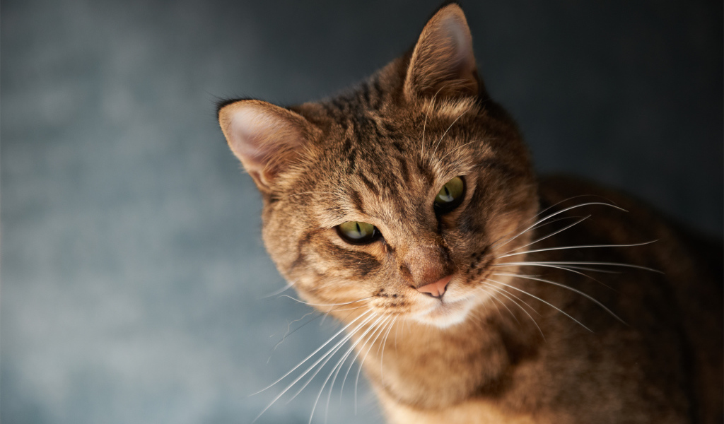 Порода сомалийская кошка