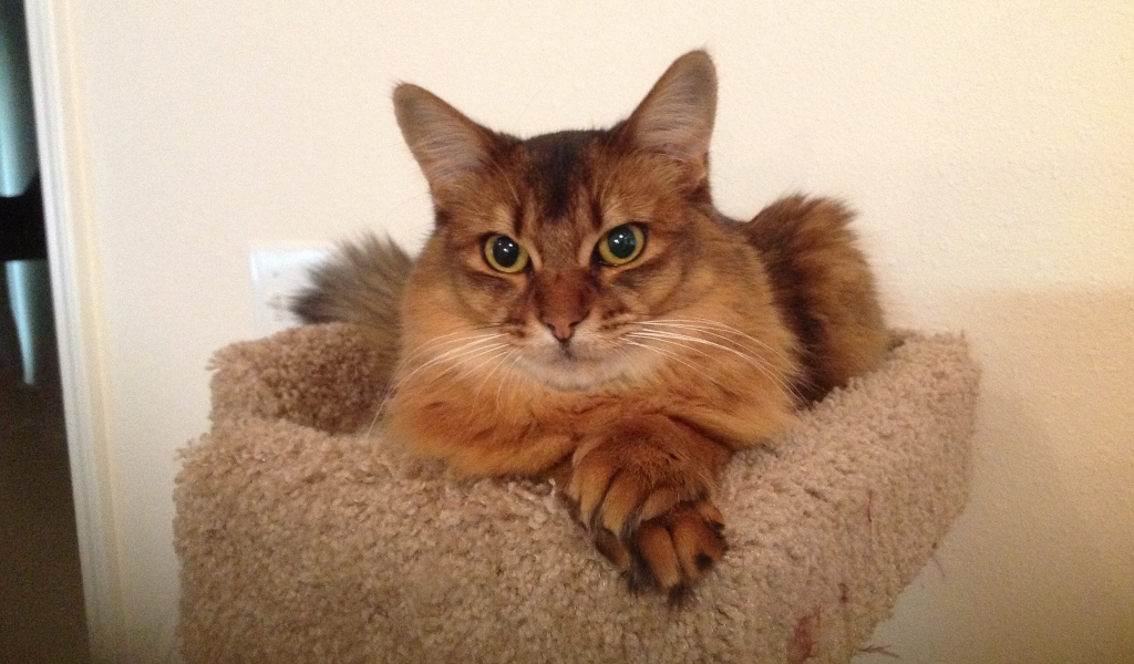 Сомалийская кошка в домике