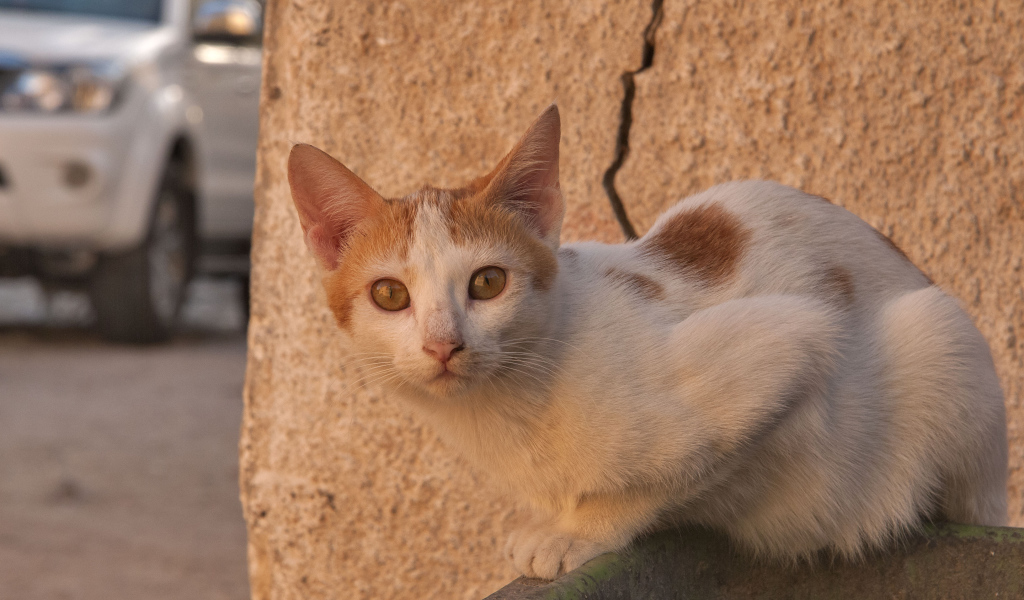 Уличный кот аравийский мау