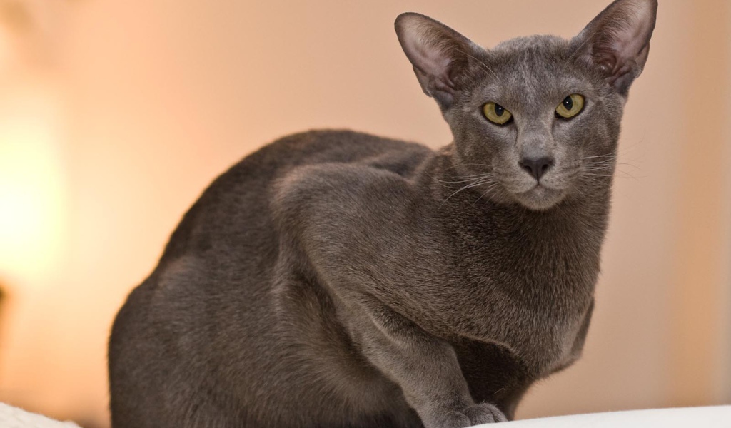 Строгая ориентальная длинношерстная кошка