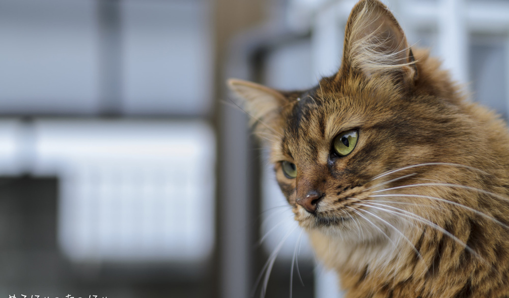 Строгая сомалийская кошка