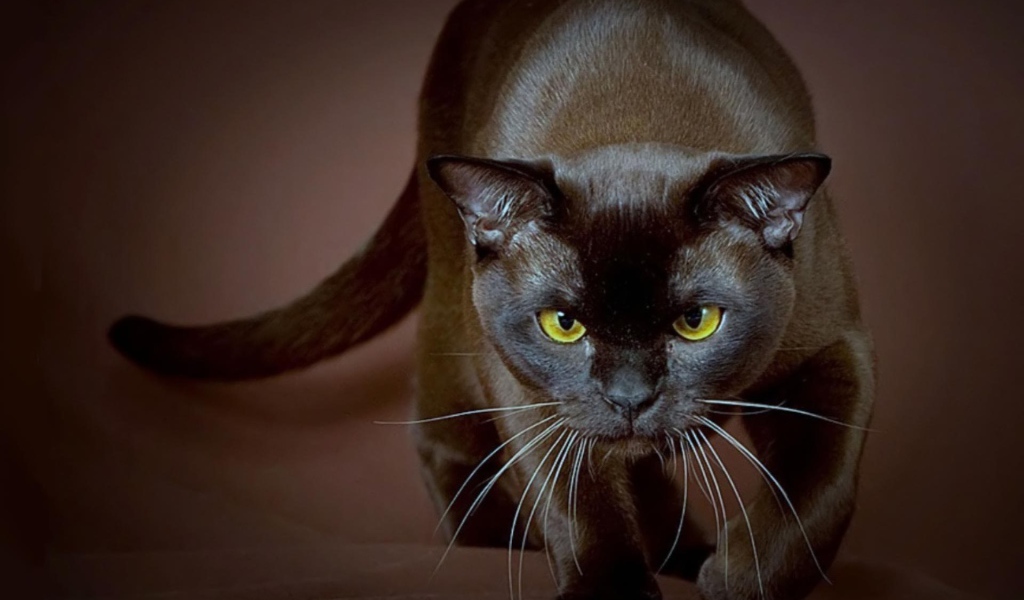 Сильная бурманская кошка