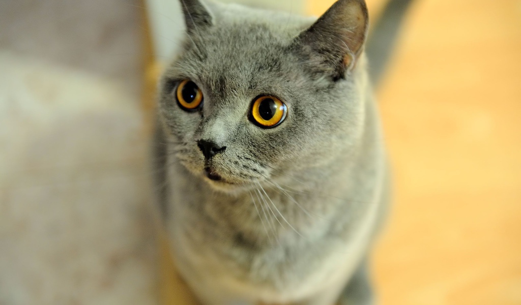 Удивленная британская короткошерстная кошка