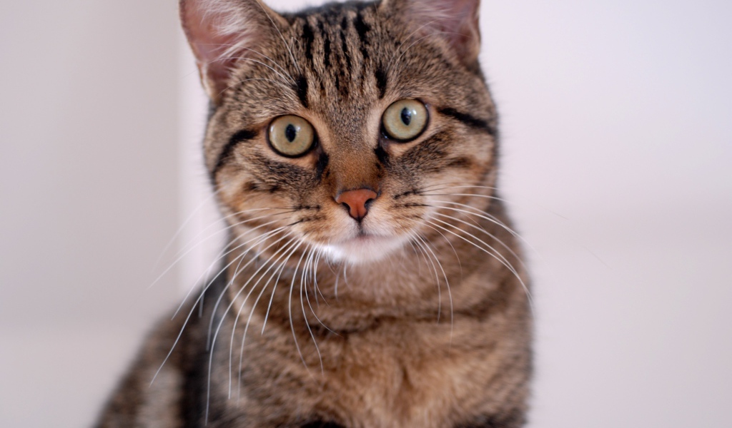 Удивленная европейская короткошерстная кошка