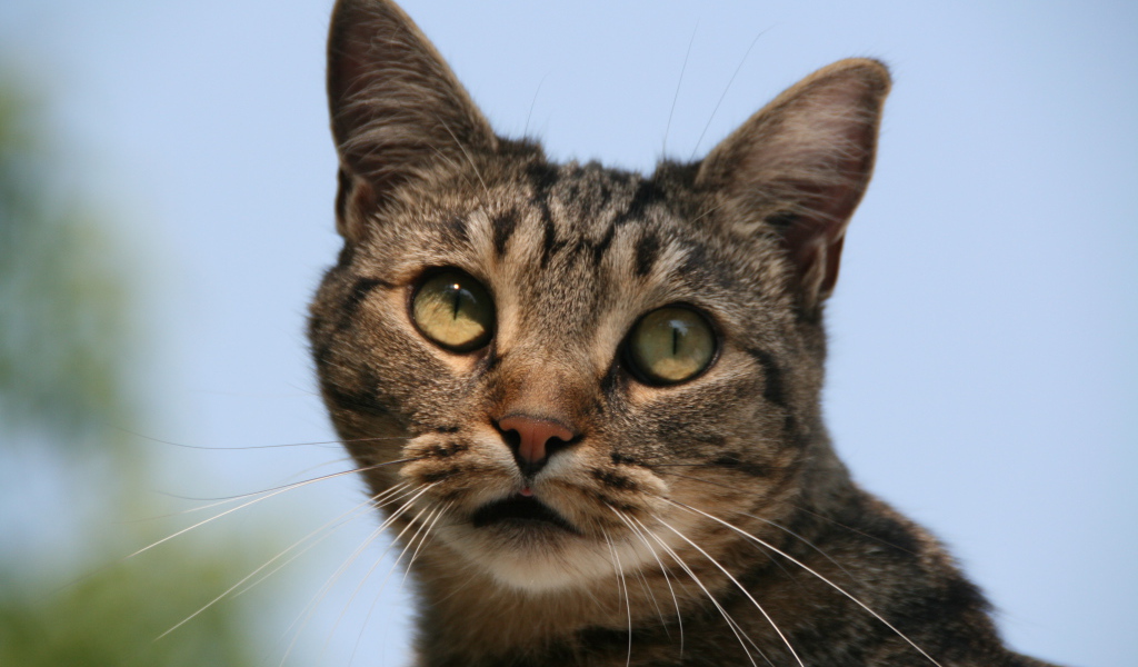 Милая европейская короткошерстная кошка