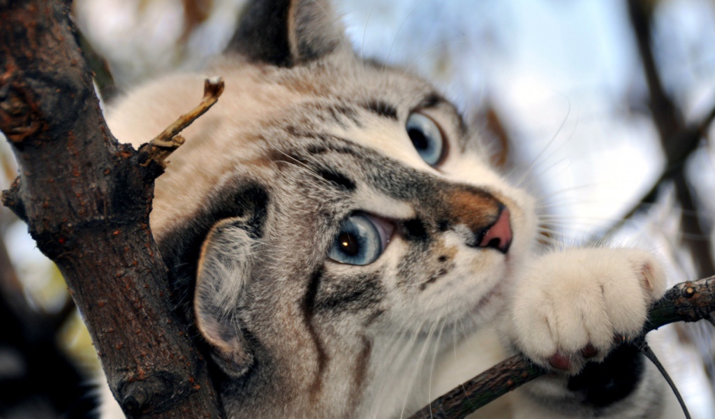 Голубоглазый кот